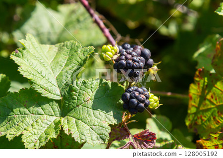 Close-up shot of the European dewberry Rubus caesius growing in the forest with maturing, ripe fruits in bright sunlight Close-up shot of the European dewberry Rubus caesius growing in the forest with maturing, ripe fruits in bright sunlight 128005192