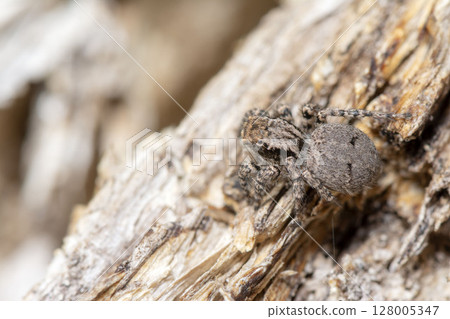 Yamazi Hetri Yamazi Hetri 128005347