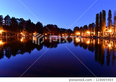 Illuminated autumn leaves of metasequoia trees Illuminated autumn leaves of metasequoia trees 128005403