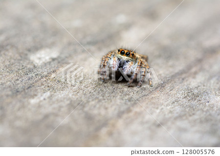 Nekohaetori 128005576