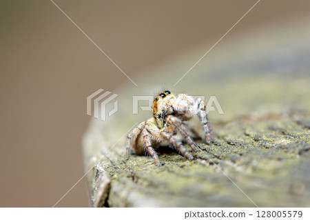 Nekohaetori Nekohaetori 128005579