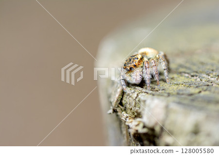 Nekohaetori 128005580