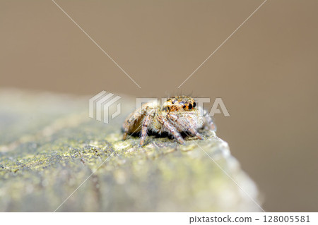 Nekohaetori Nekohaetori 128005581