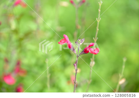 鼠尾草櫻桃鼠尾草夏季花卉材料 128005816