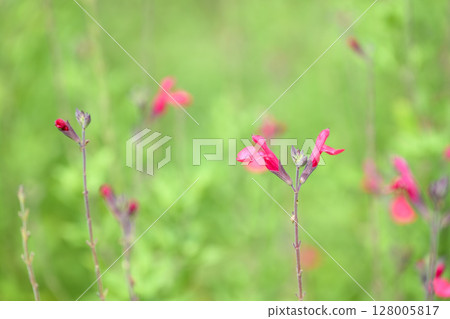 鼠尾草櫻桃鼠尾草夏季花卉材料 128005817