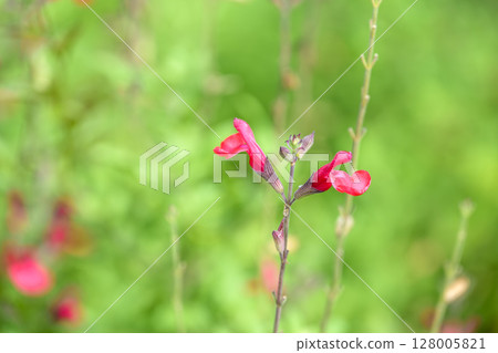 鼠尾草櫻桃鼠尾草夏季花卉材料 128005821