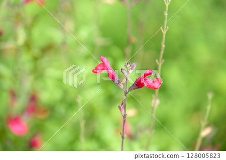 鼠尾草櫻桃鼠尾草夏季花卉材料 128005823