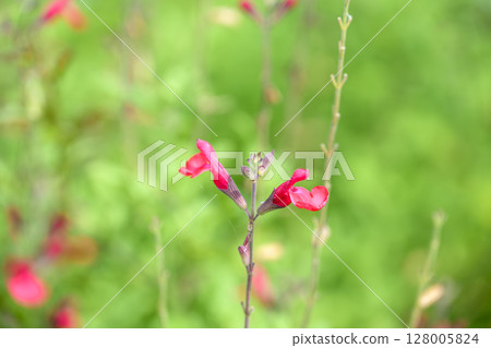 鼠尾草櫻桃鼠尾草夏季花卉材料 鼠尾草櫻桃鼠尾草夏季花卉材料 128005824