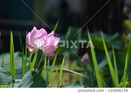 Large pink lotus flower 128006236