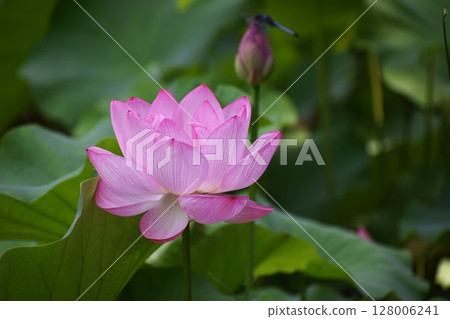 Large pink lotus flower 128006241