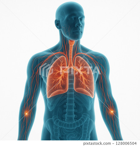 AI generated digital anatomy of male upper body showing glowing lungs trachea and neural pathways with translucent skeleton and white background for scientific and medical use 128006504