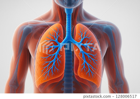 AI generated realistic 3D anatomy of human lungs and trachea showing translucent chest structure with vivid vascular details and vibrant oxygen flow network 128006517