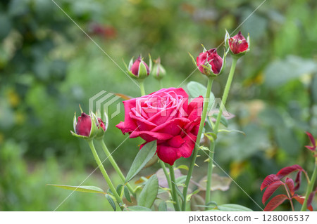 紅玫瑰植物花夏季七月影像 128006537