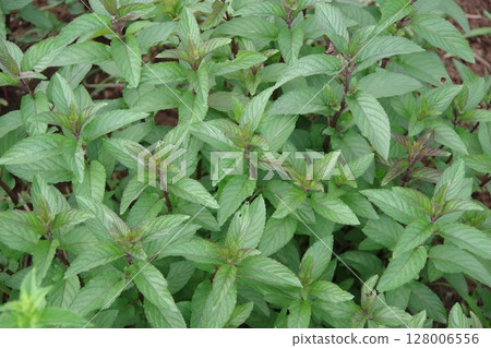 peppermint, herbal tea, fresh herbs, mint, herbal tea 128006556