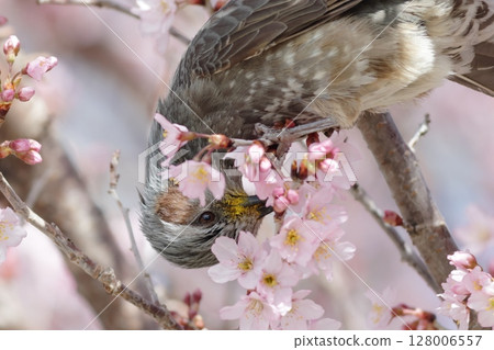 A brown-eared bulbul surrounded by cherry blossoms in full bloom with a lot of pollen on its face 128006557