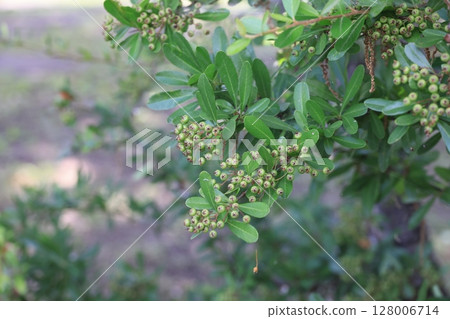 火棘果仍是綠色 128006714