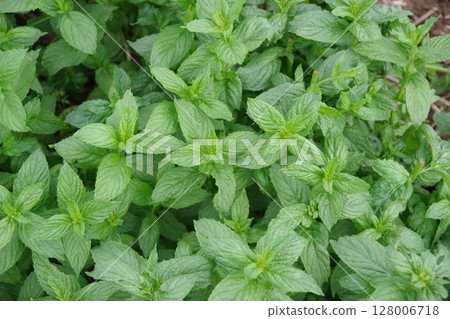 Fresh herbs, spearmint, mint, fresh herbs 128006718
