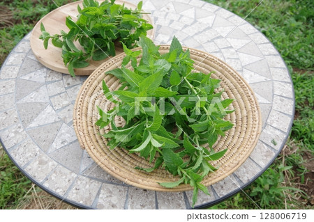 Fresh herbs, spearmint, mint, fresh herbs 128006719