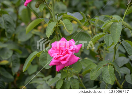 Pink roses Botanical garden Park Summer July Material 128006727