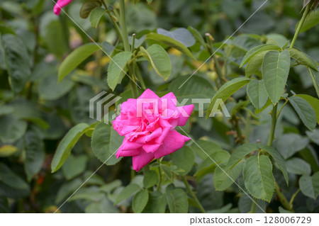 Pink roses Botanical garden Park Summer July Material 128006729