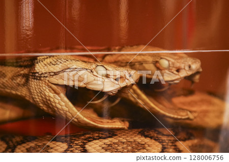 Okinawa's specialty, Habu sake Okinawa's specialty, Habu sake 128006756