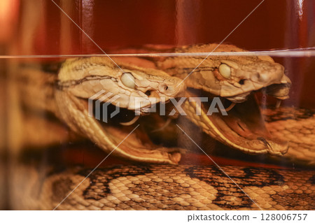 Okinawa's specialty, Habu sake Okinawa's specialty, Habu sake 128006757