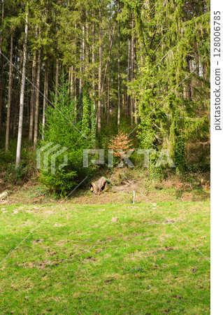 Lush green meadow under a canopy of towering trees showcasing contrasting foliage on a tranquil spring afternoon in a peaceful woodland setting 128006785