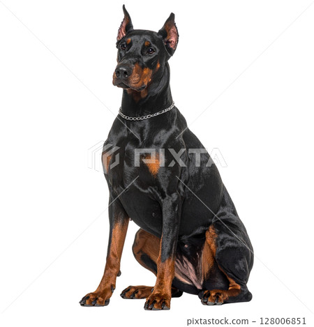 Black Doberman Pinscher puppy isolated on a white background 128006851