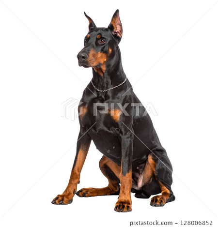 Black Doberman Pinscher puppy isolated on a white background 128006852