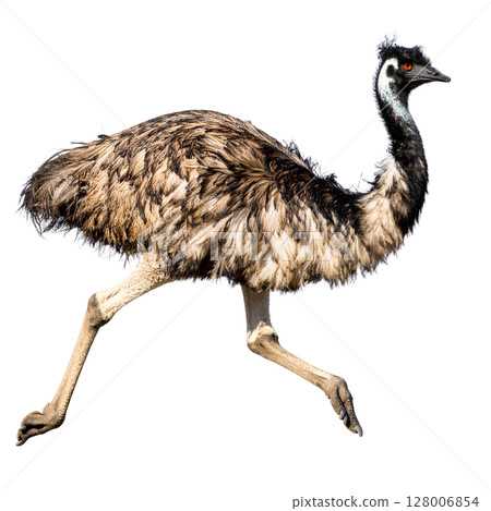 Flightless ostrich with long neck and beak on a white background Flightless ostrich with long neck and beak on a white background 128006854
