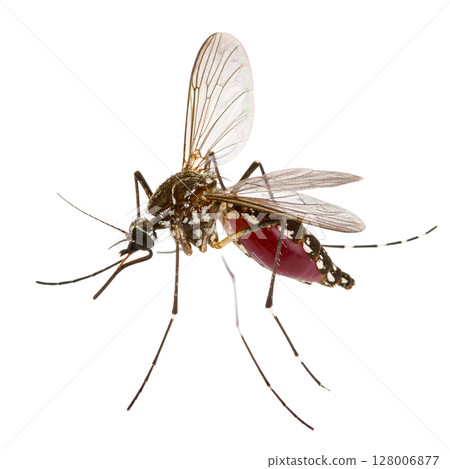 Macro close-up of a mosquito sucking blood, an isolated insect pest on a white background with detailed wings and antennae Macro close-up of a mosquito sucking blood, an isolated insect pest on a white background with detailed wings and antennae 128006877