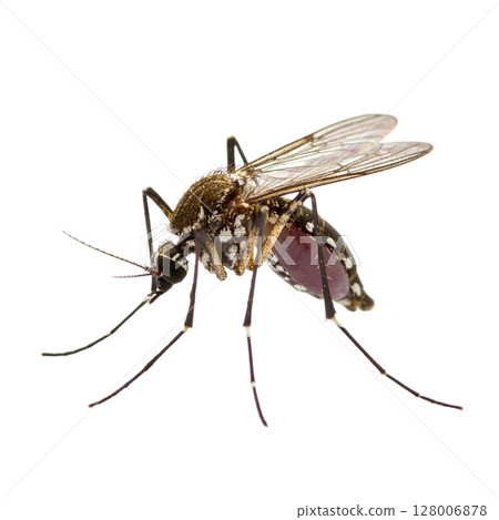 Macro close-up of a mosquito sucking blood, an isolated insect pest on a white background with detailed wings and antennae Macro close-up of a mosquito sucking blood, an isolated insect pest on a white background with detailed wings and antennae 128006878