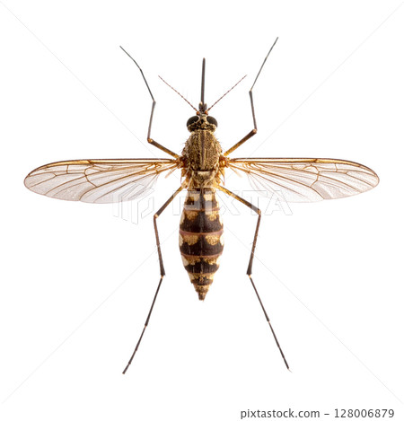 Macro closeup of a green dragonfly with intricate wings, isolated on a white background 128006879