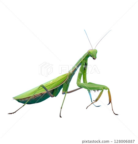 Green praying mantis, a close-up macro of the insect predator isolated on a white background Green praying mantis, a close-up macro of the insect predator isolated on a white background 128006887