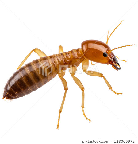 Macro closeup of a brown pest cockroach, an insect, isolated on a white background Macro closeup of a brown pest cockroach, an insect, isolated on a white background 128006972