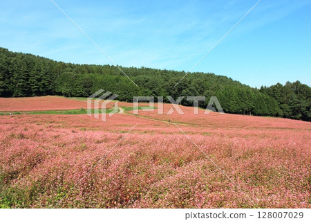 Red buckwheat flowers bloom on a clear day in Akasoba Village, Ina 128007029