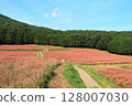 伊那市赤蕎麥村的花田和散步道 128007030