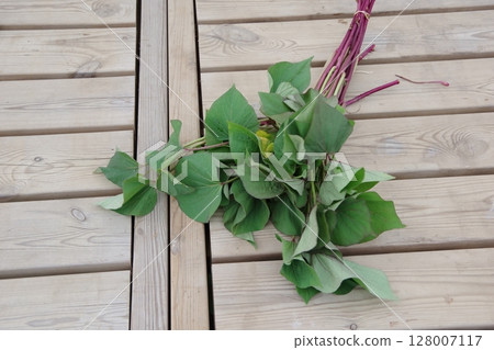 Sweet potato vine, seedlings, sweet potato seedlings, planting, early summer, Sweet potato vine, seedlings, sweet potato seedlings, planting, early summer, 128007117