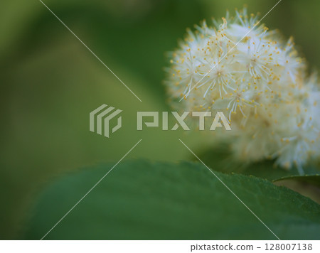 The pretty white flowers of the sawafutagi tree blooming in May The pretty white flowers of the sawafutagi tree blooming in May 128007138