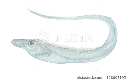 Cutlass fish facing left 128007195