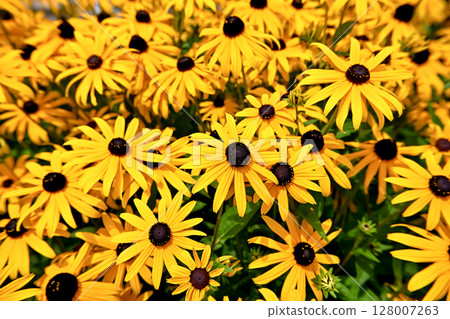 Rudobekia Rudobekia 128007263