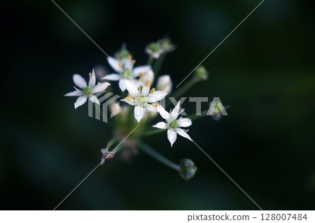 White chive flowers blooming in the shade 128007484