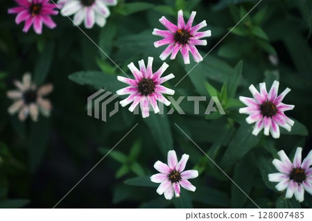 百日菊繁花 128007485
