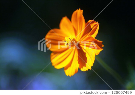 黃色波斯菊,單花 黃色波斯菊,單花 128007499