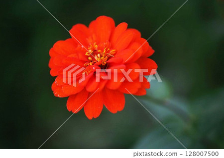 Red zinnia flower Red zinnia flower 128007500