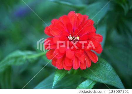 Red zinnia flower 128007501