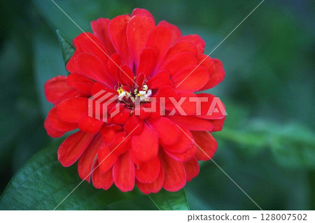 Red zinnia flower Red zinnia flower 128007502