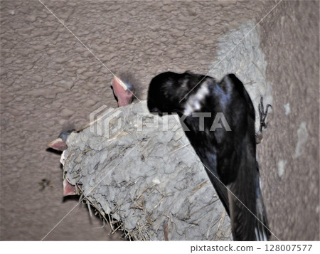 Swallow chicks and parents waiting for food in a nest under the eaves 128007577