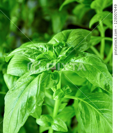 Juicy green basil growing in a pot, large green basil leaves can be used as a background for a culinary theme Juicy green basil growing in a pot, large green basil leaves can be used as a background for a culinary theme 128007649