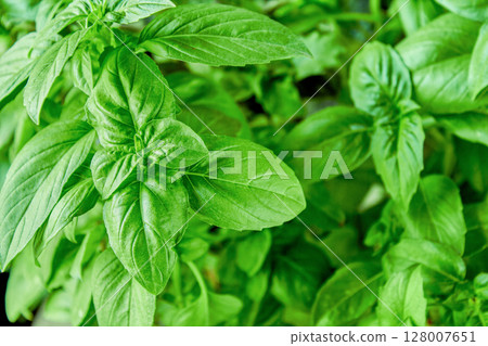 Juicy green basil growing in a pot, large green basil leaves can be used as a background for a culinary theme Juicy green basil growing in a pot, large green basil leaves can be used as a background for a culinary theme 128007651